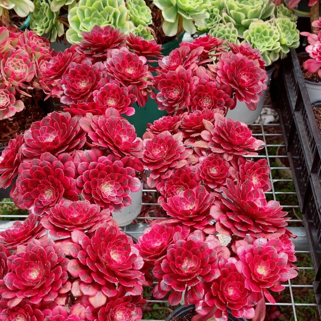 小号黑天鹅量拍多肉法师一个（带盆带土，会掉状态）