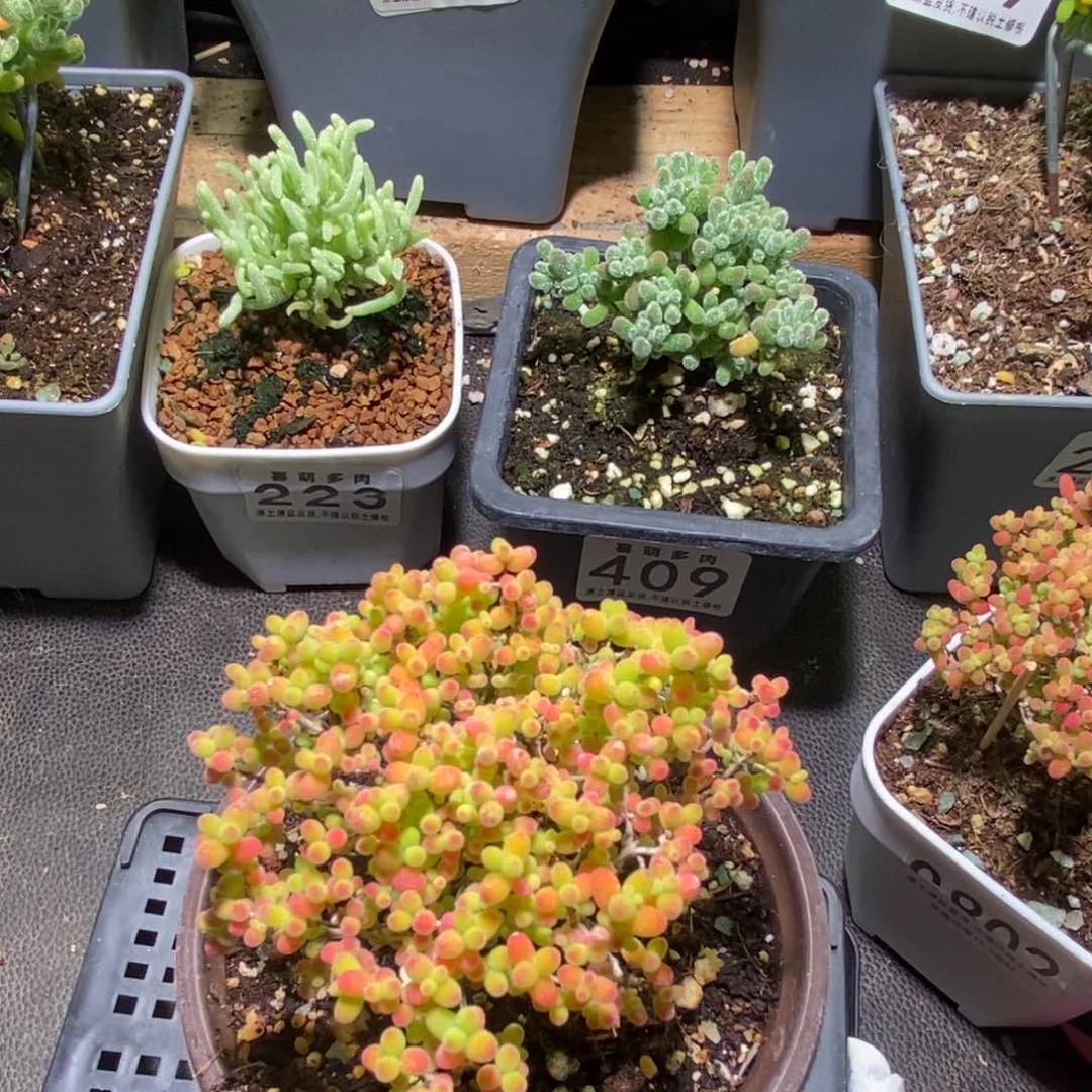 蜜桔枝干番杏864