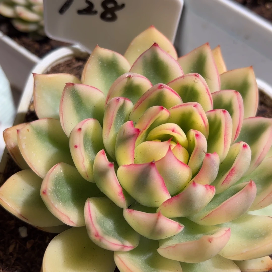 阿斯娜锦多肉植物