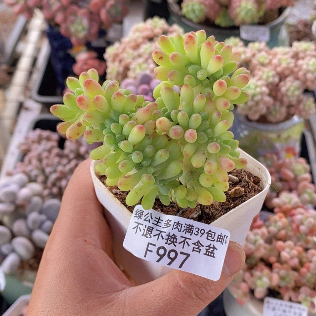 乙女心缀6cm997多肉植物