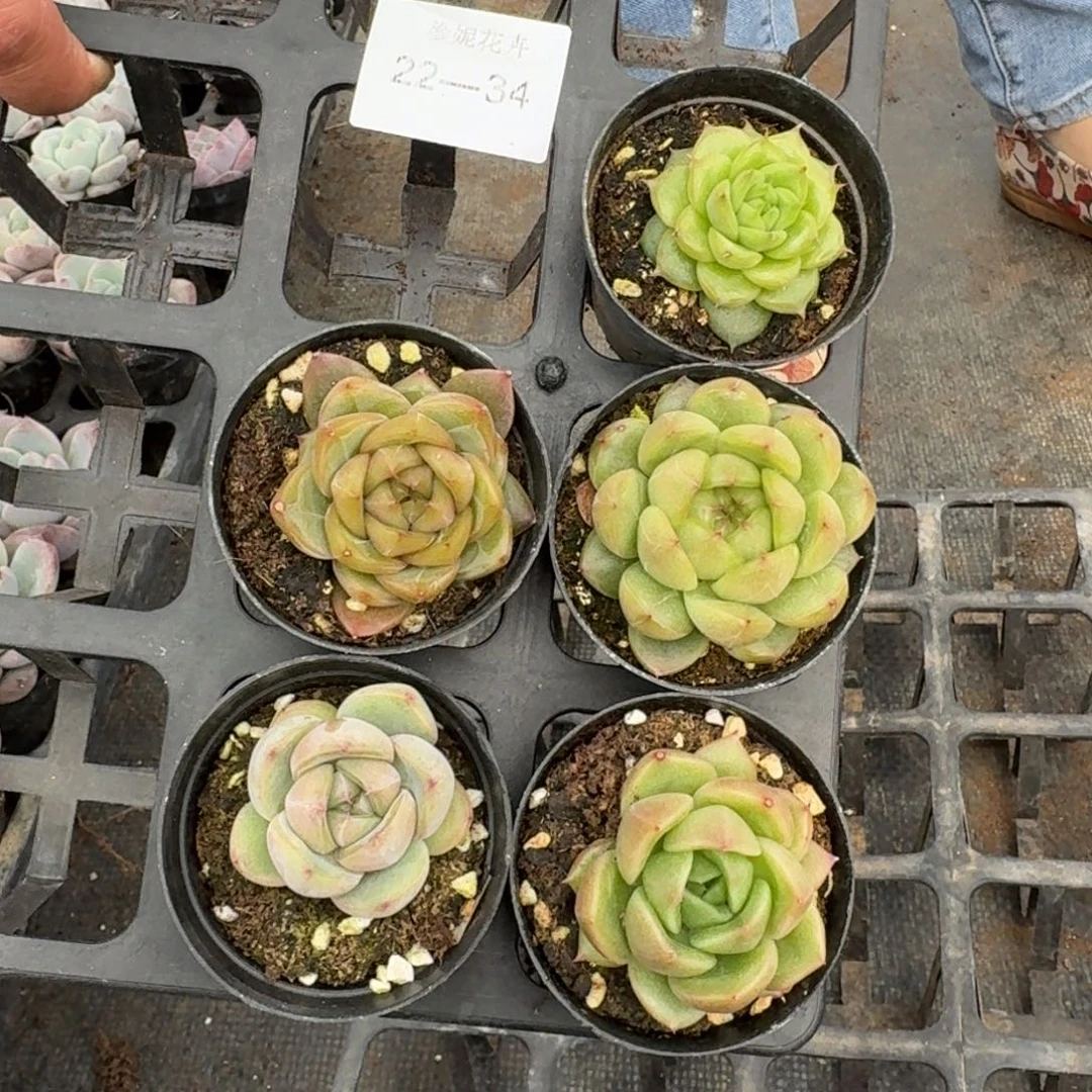 珍妮套餐五颗量拍22-34