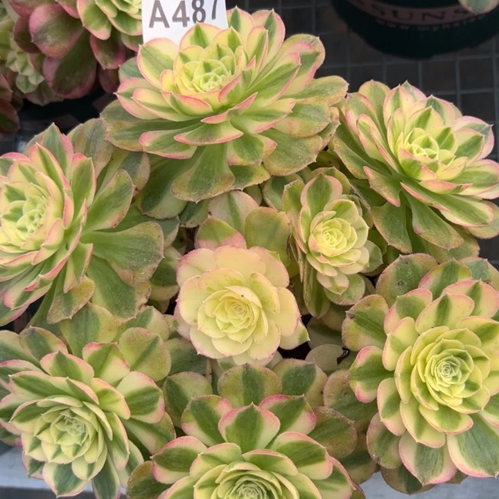 487玉资20厘米左右