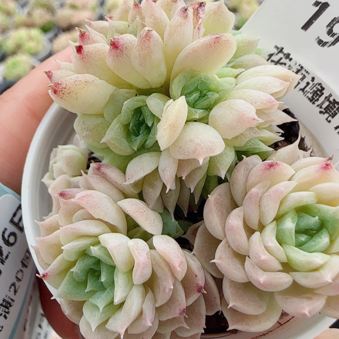 花语逸镜0626-19散