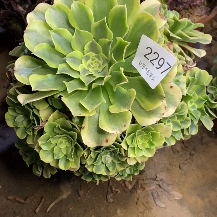 绿豆沙多肉断头不包2297