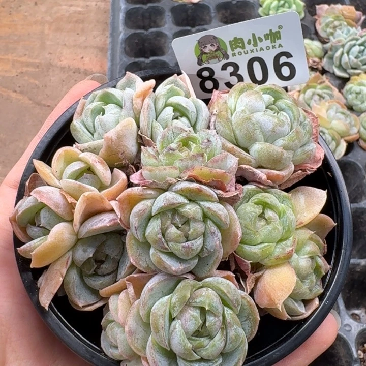 当前无花朵，栽培后可花朵多肉植物多肉植物