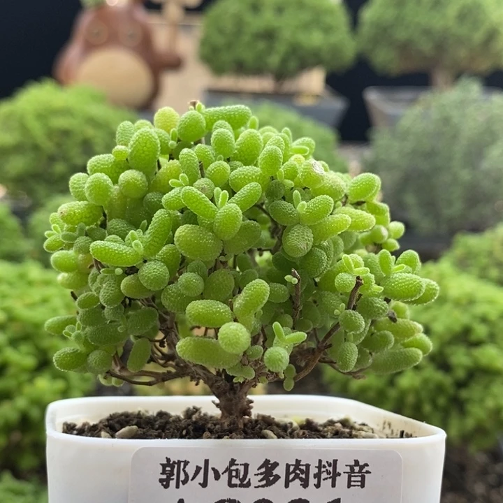 蜜橘糖球8031枝干番杏