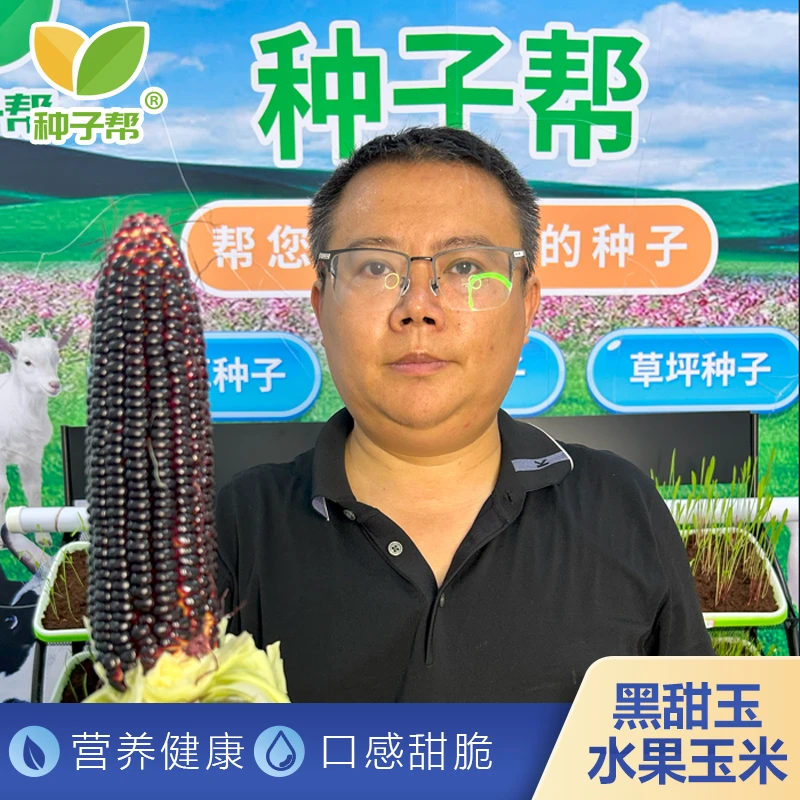 花青素水果玉米种子黑甜玉13号鲜食甜脆可口营养健康春夏育苗移栽
