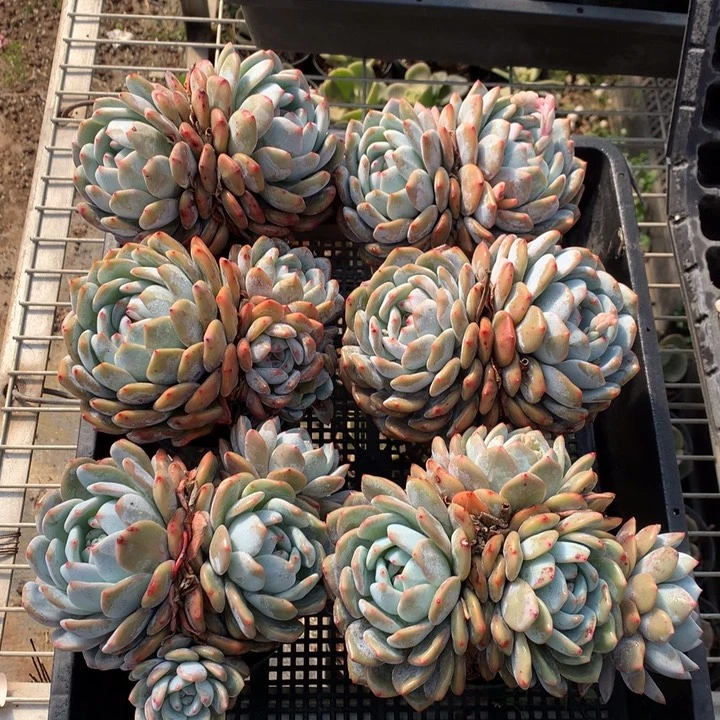 1225六个嗯嗯嗯嗯嗯嗯嗯好喜欢