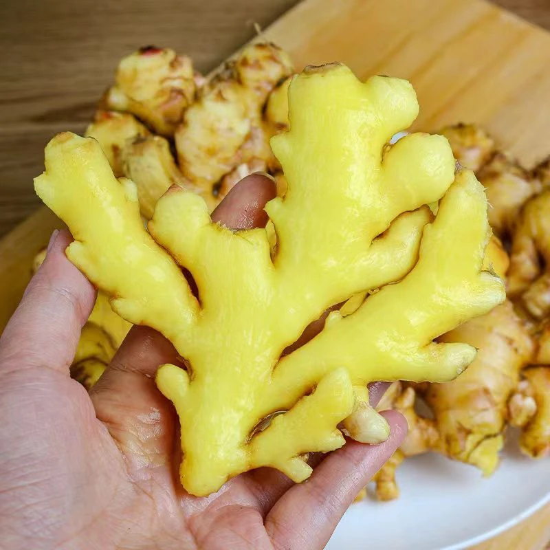 云南山地小黄姜新鲜生姜老姜香味浓郁辛辣够味山地种植