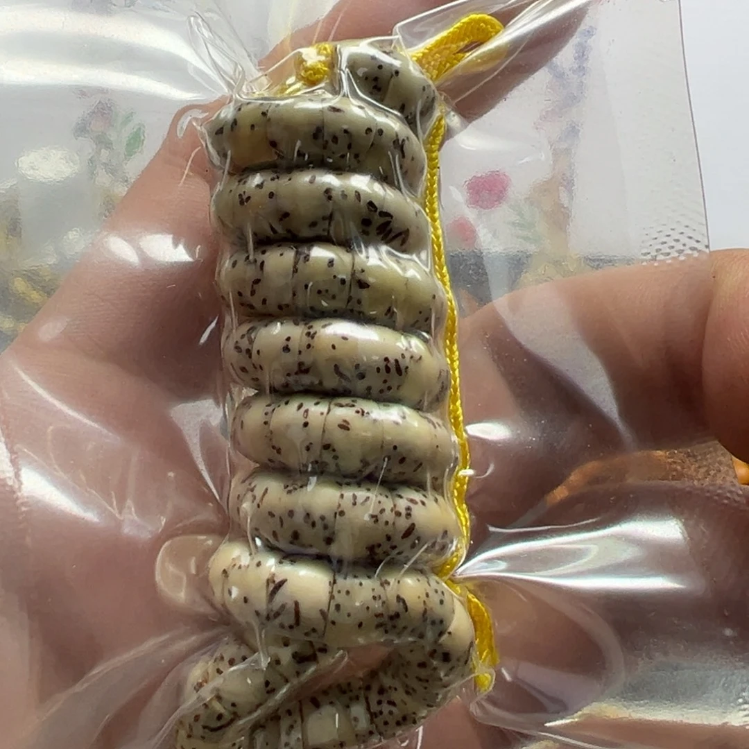 星月菩提吊坠星月6大肠