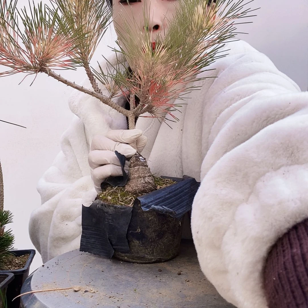 植物形态多年生草本