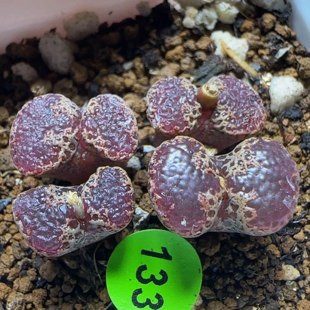 鱼子酱大窗多肉植物133