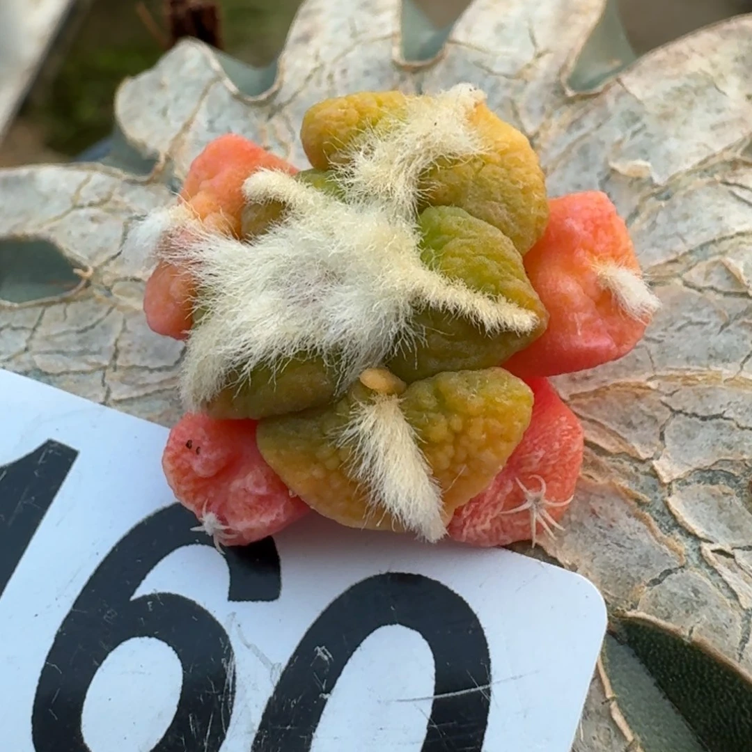 【闪购商品】大尤黑锦160