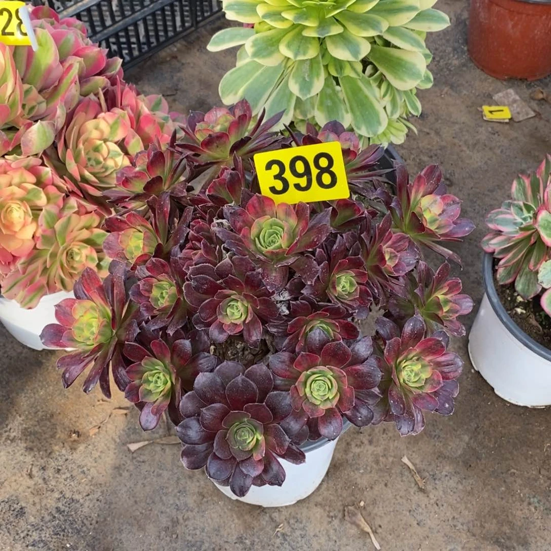 安娜多肉法师398