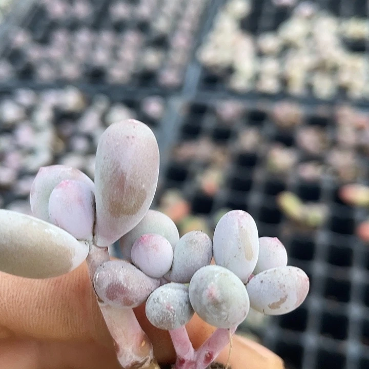 一物一拍彩虹奶满18包邮