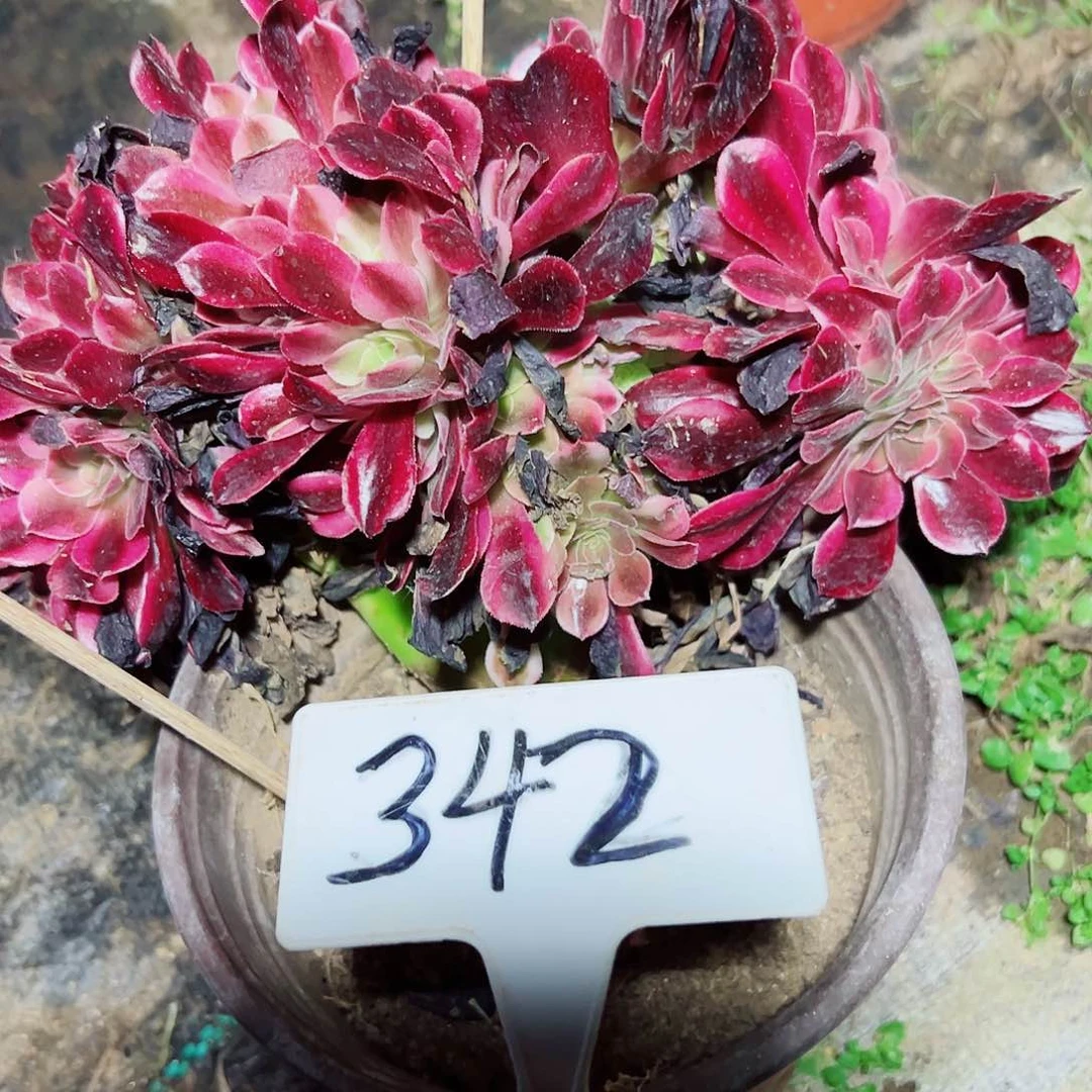 多肉植物美杜莎缀花