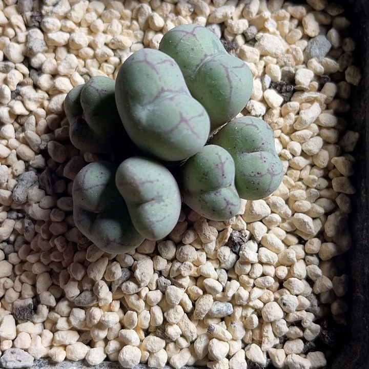 佳人园艺多肉生石花猴杂683