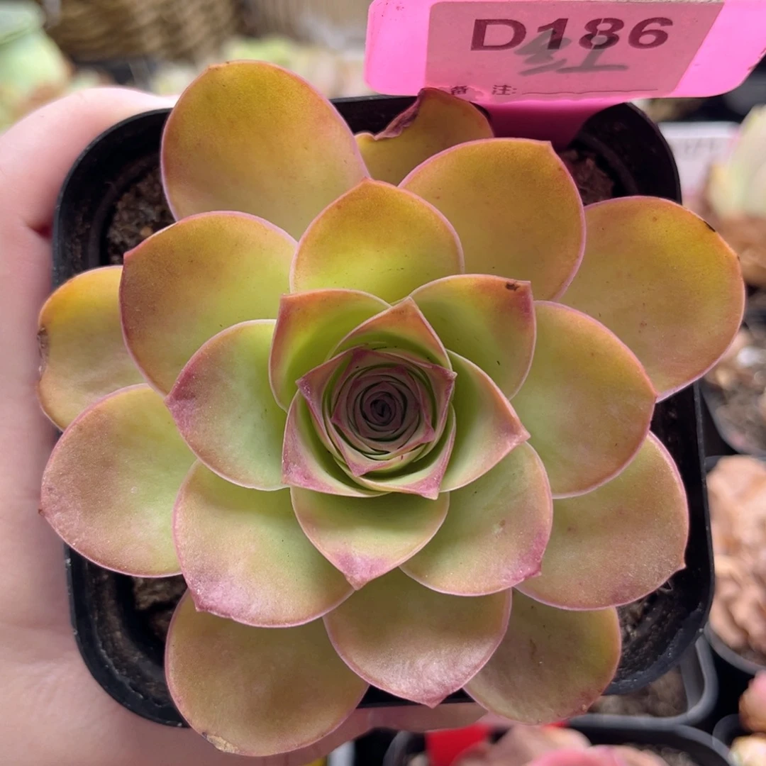 D186 不知名 炸福利 一物一拍