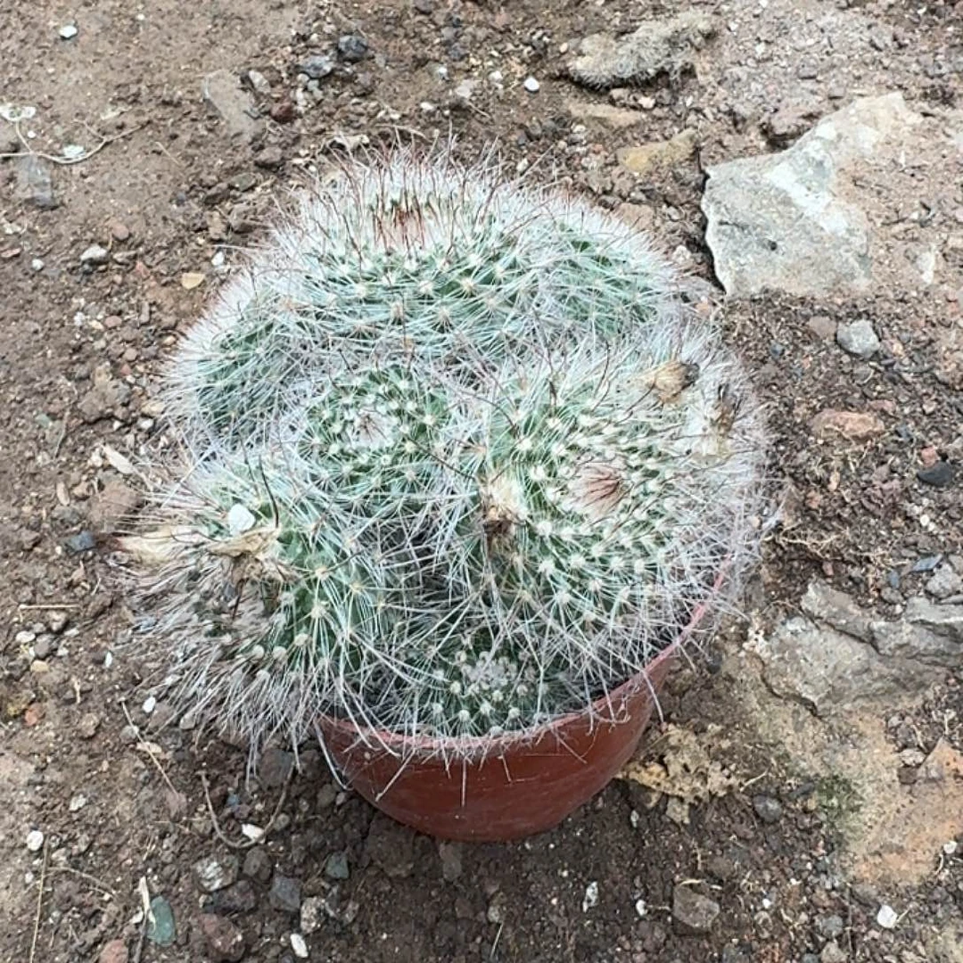 *****实生菲秀玉群生一颗，开花美