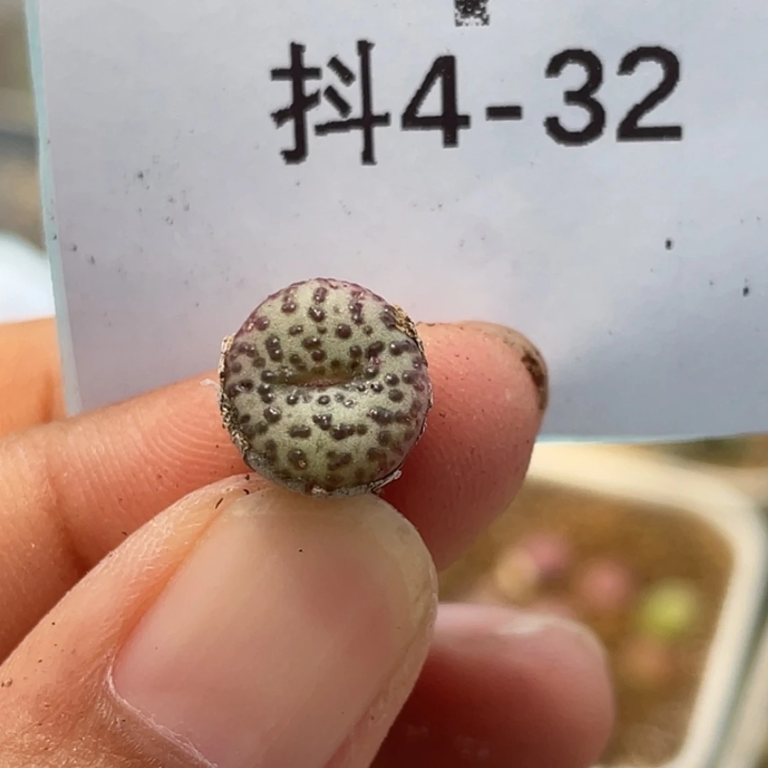 4-32安贞多肉植物肉锥