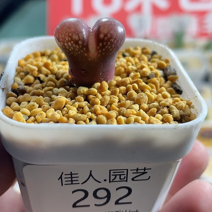 家人园艺多肉生石花福利款红风铃292