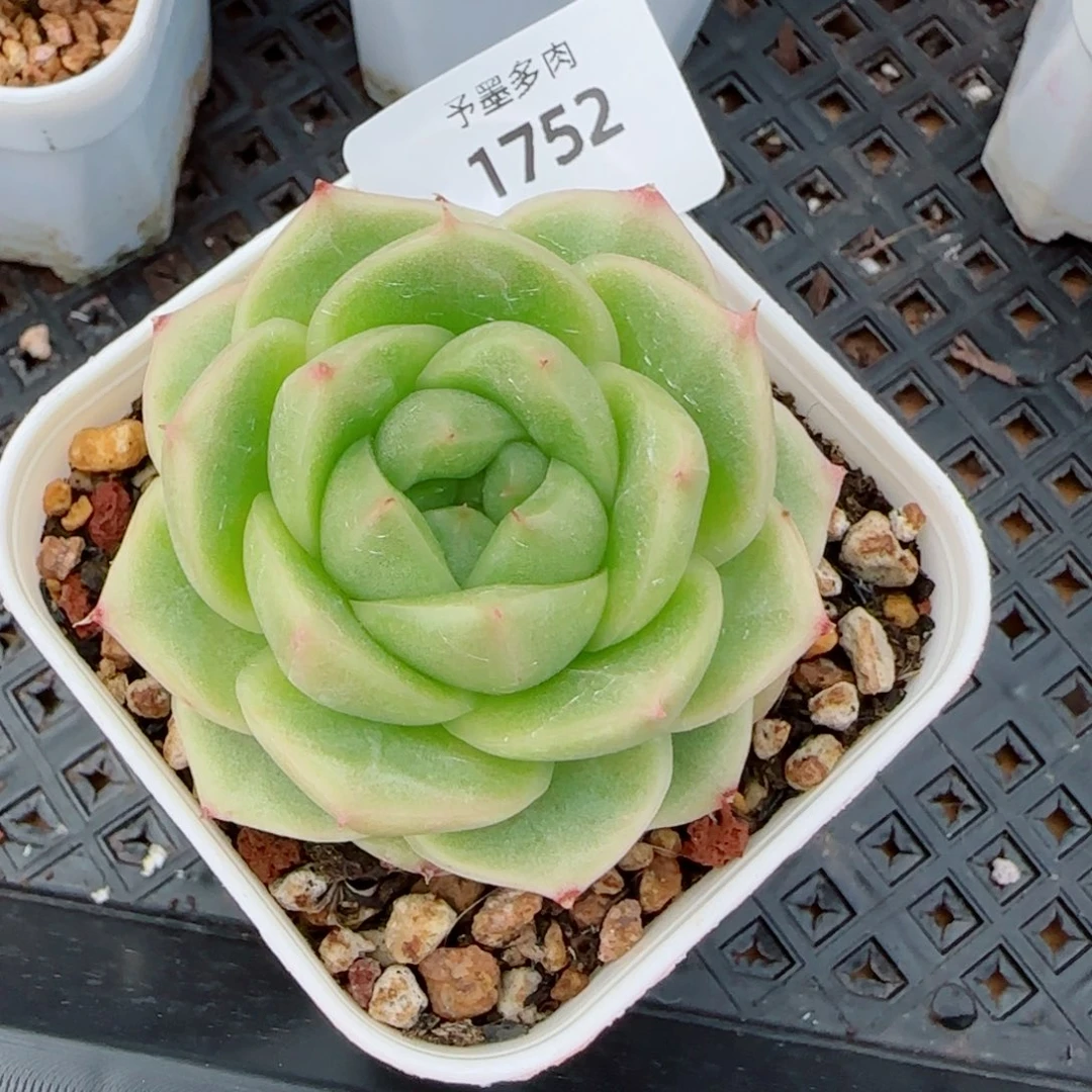 碧海珍妮，1752多肉植物