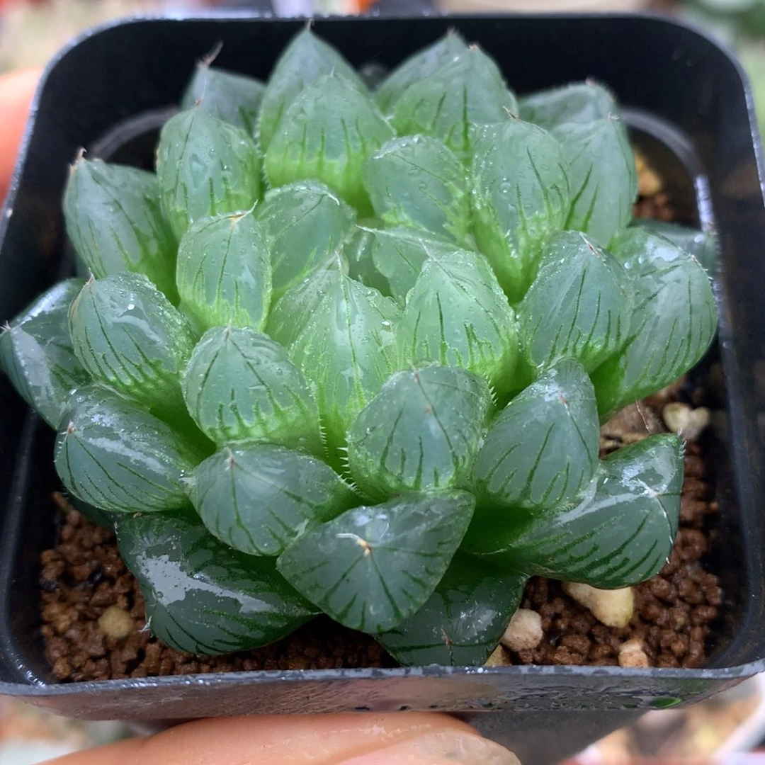 实生玉露，带盆一起