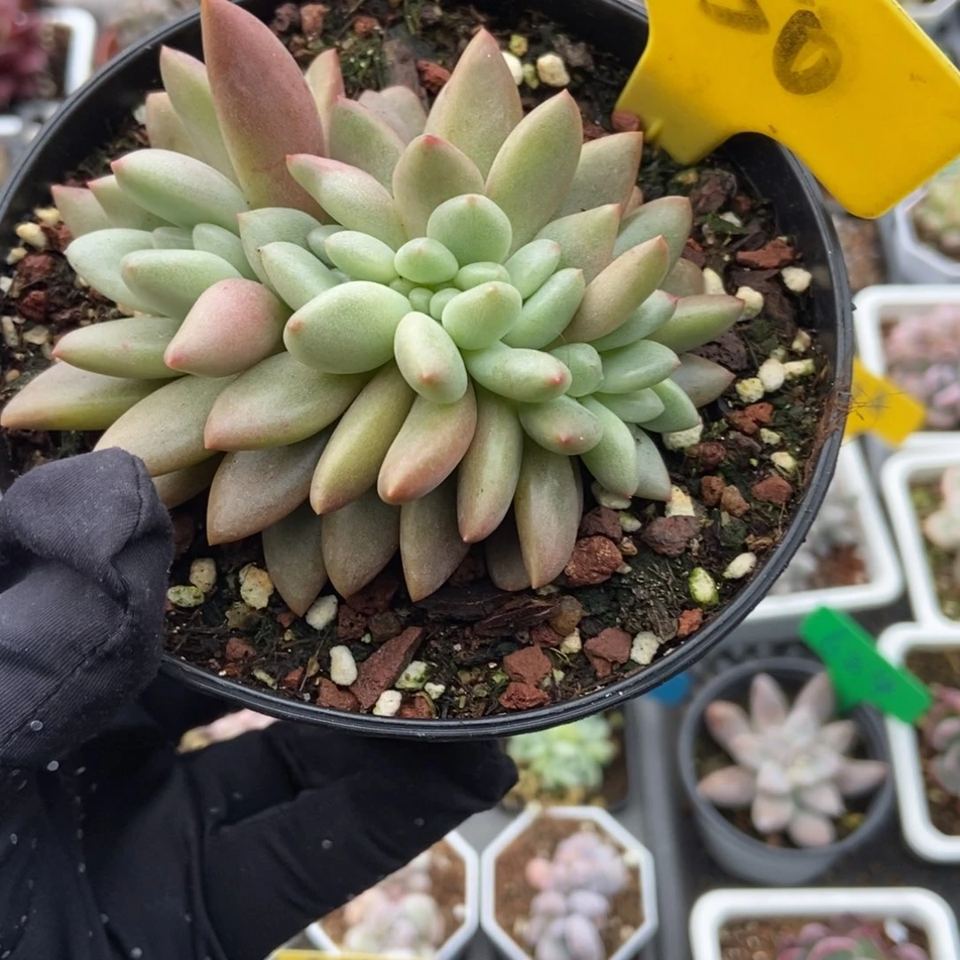 550桃花源缀多肉植物