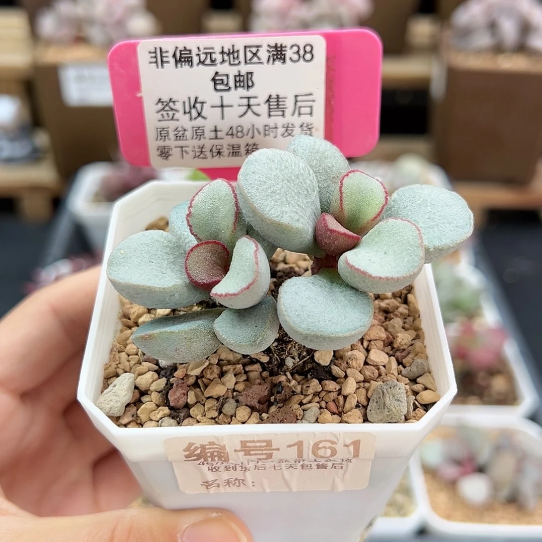 161白雪公主多肉