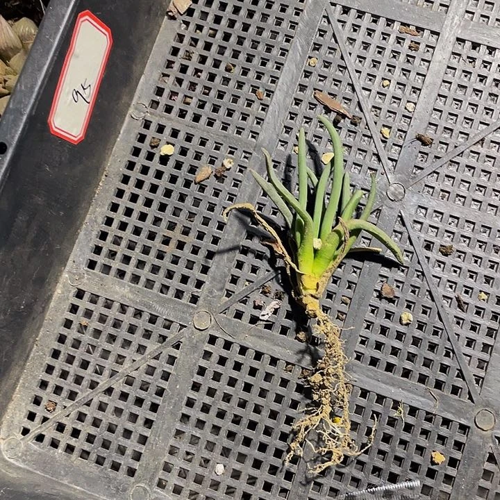 墓*雨95号筐带土发货