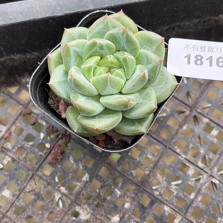 阿雅园艺。    1816