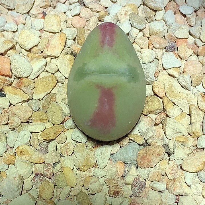 精品多肉植物少将杂交