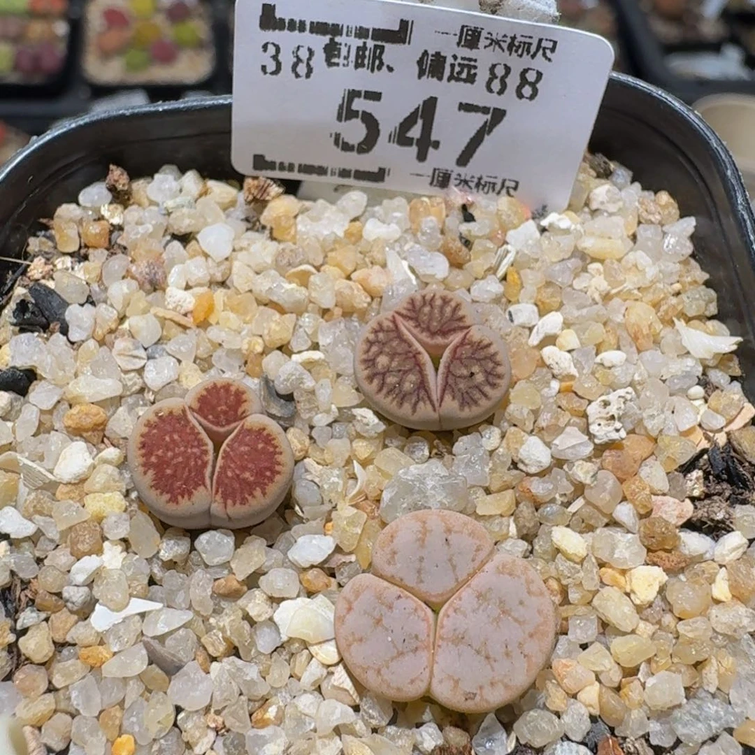 zzzz生石花肉锥547