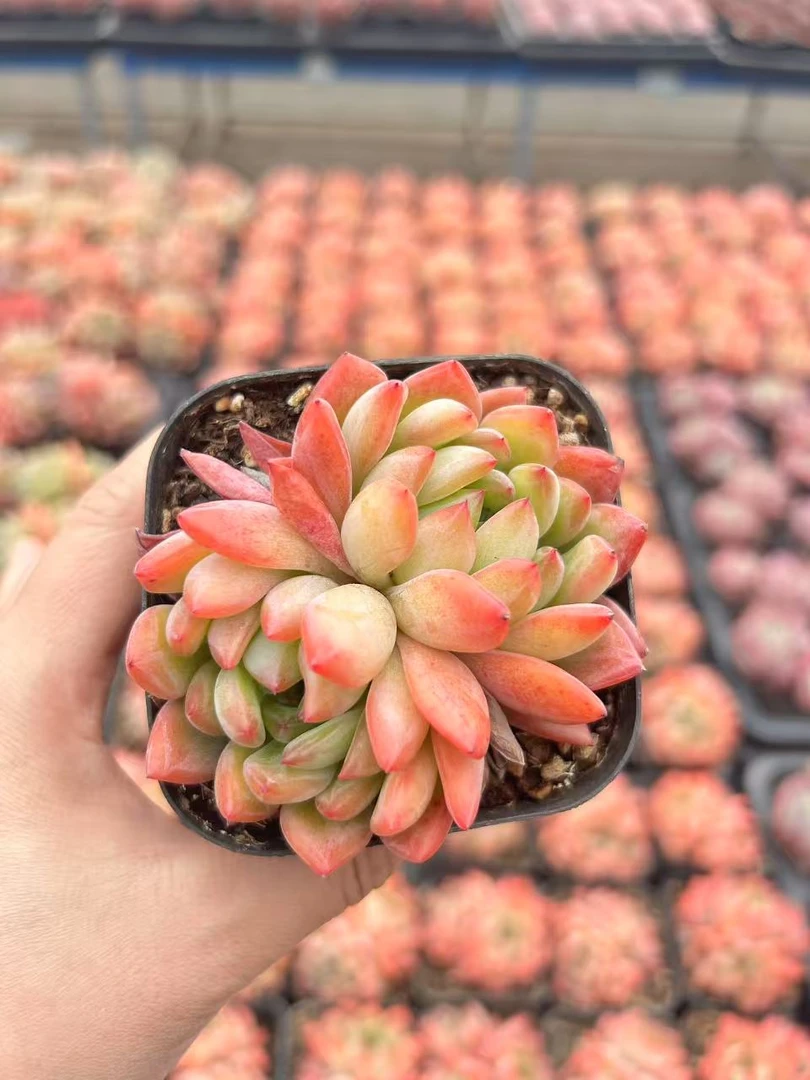 7#桃语宠粉版多肉植物前男友精品多肉A1032①