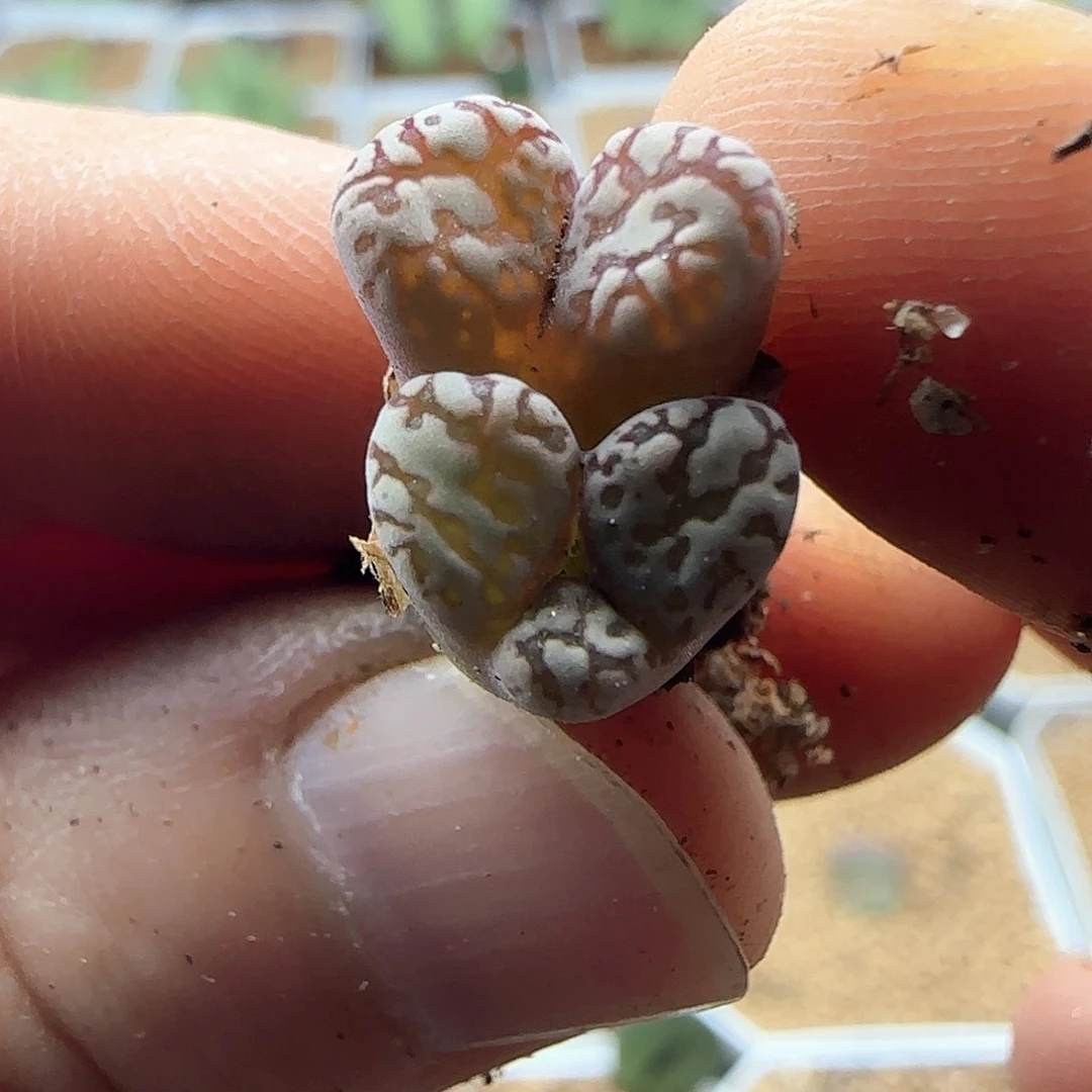 哈哈哈哈哈哈哈哈哈哈43125