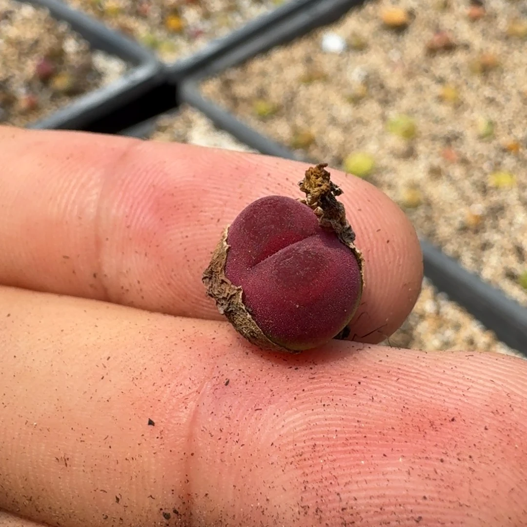 碎**?G350毛汗尼三年半