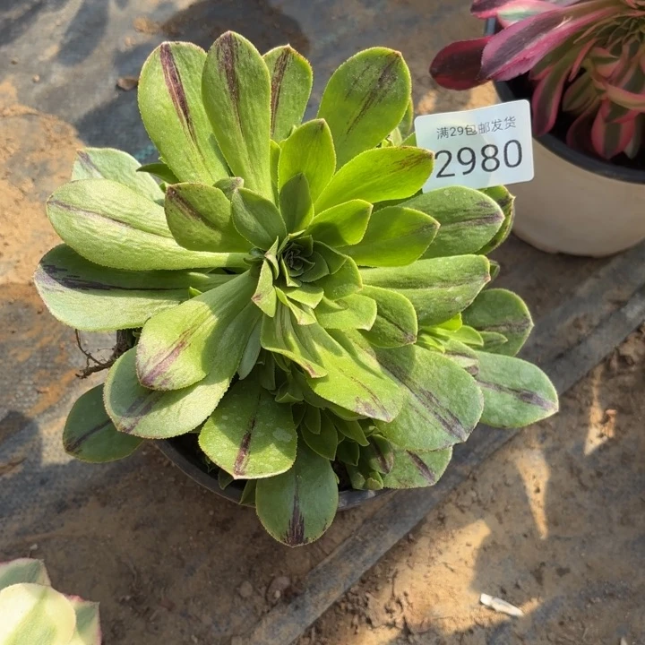 碧火多肉法师2980