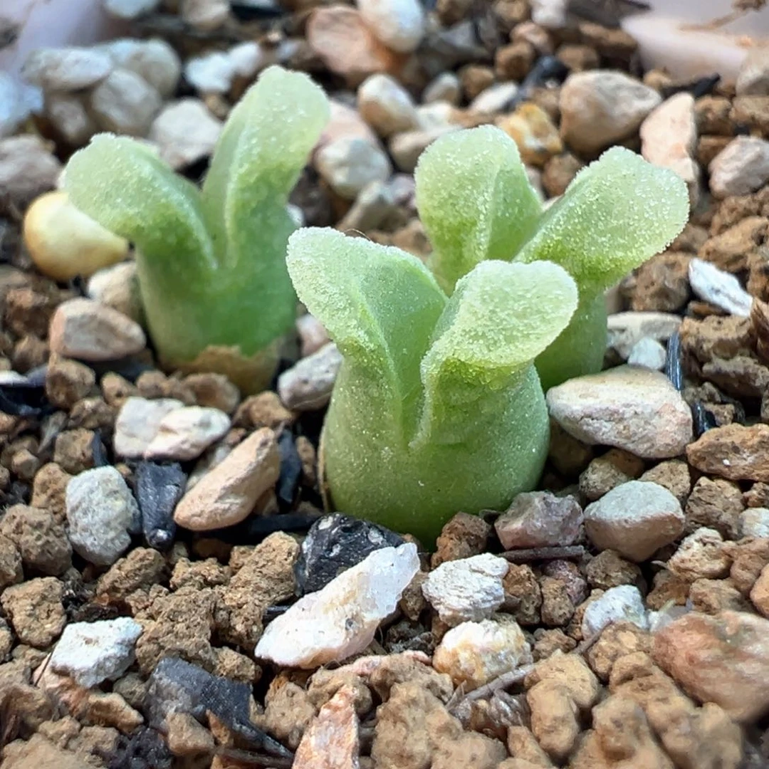 特价冰奶瓶多肉植物