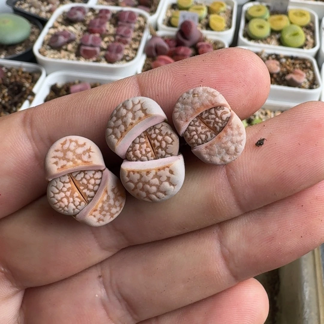 坏****K600粉爪寿丽二代三年