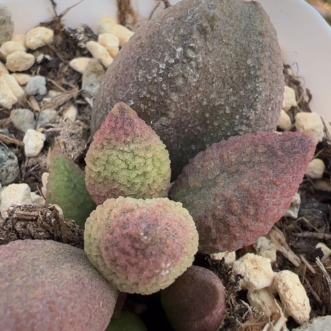 糖果大苗多肉植物水泡