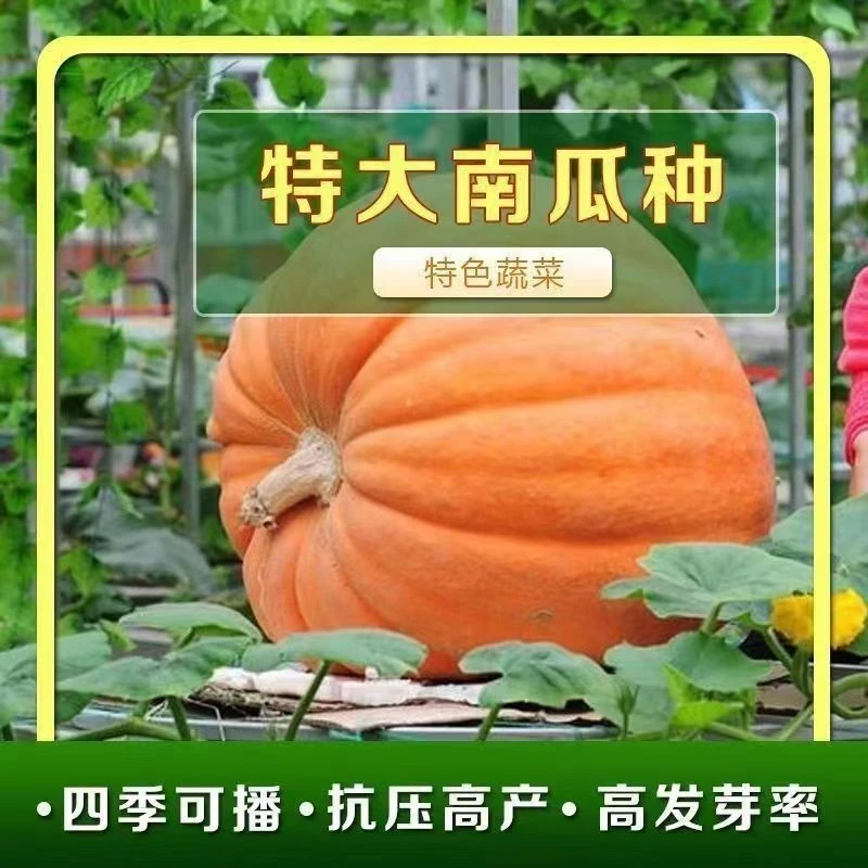 四季高产巨型大南瓜种子观赏食用清甜粉糯厚肉春秋庭院田地种子