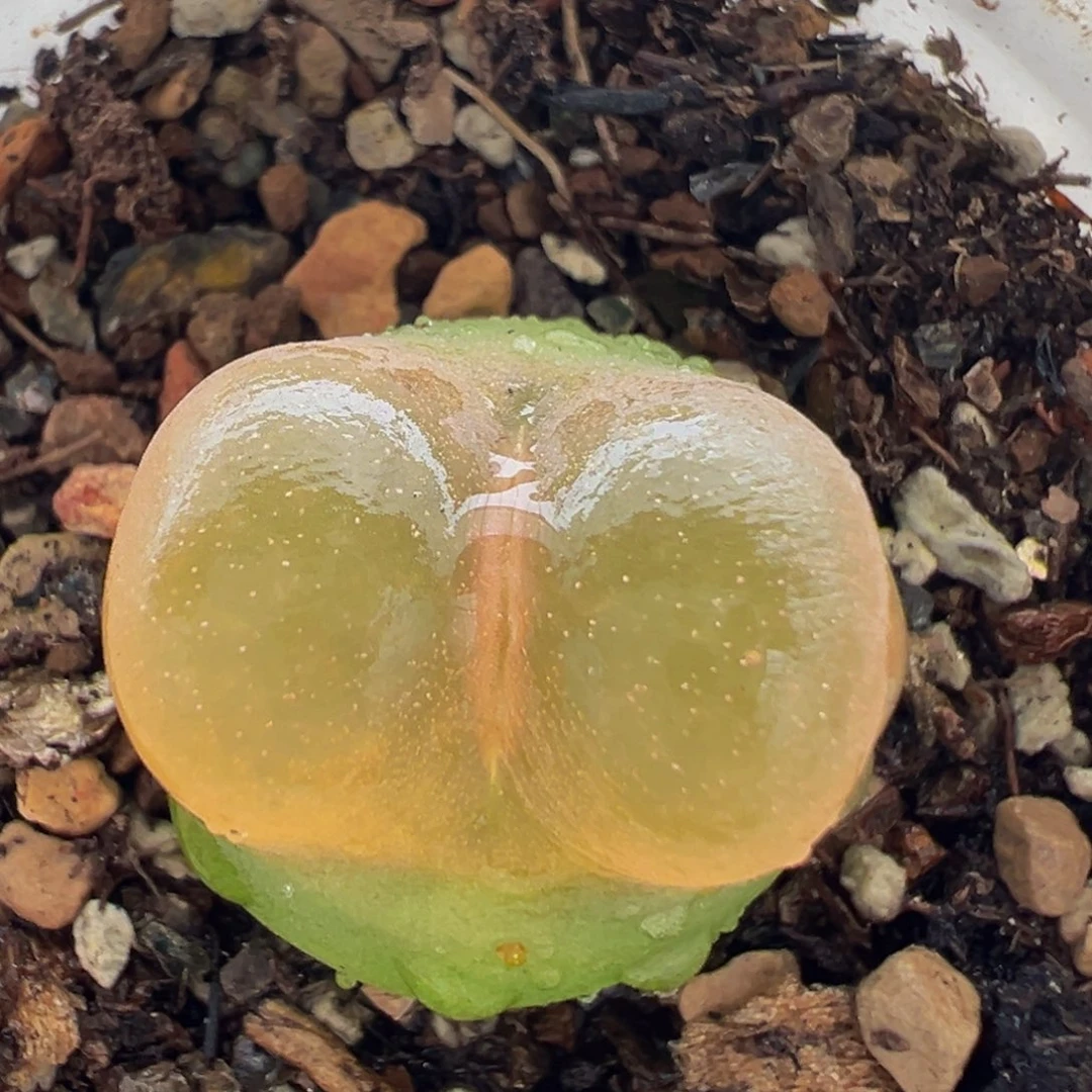 139多肉植物百科植物