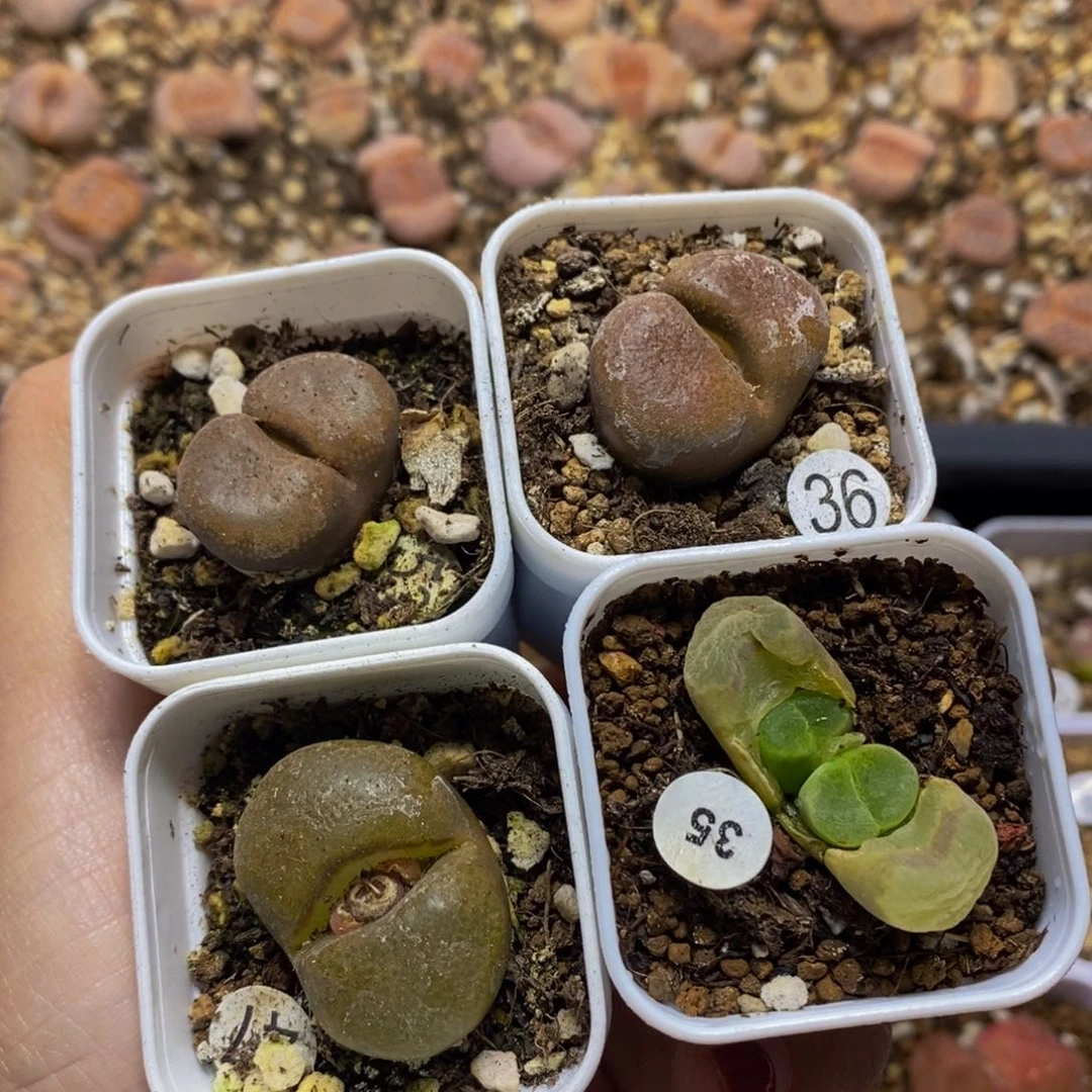 风铃4颗（多肉带盆