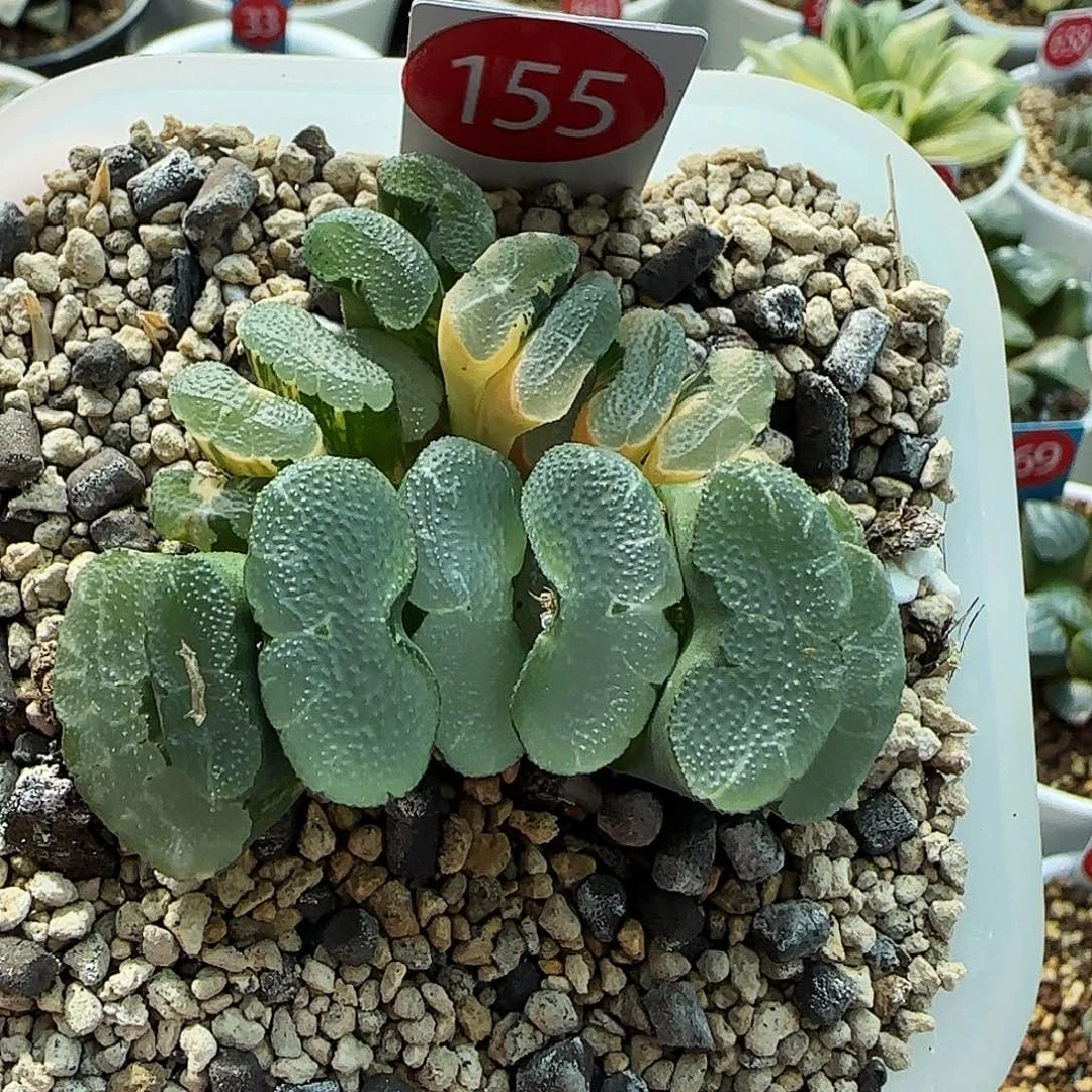 155号大久保透镜玉扇锦一物一拍带盆土