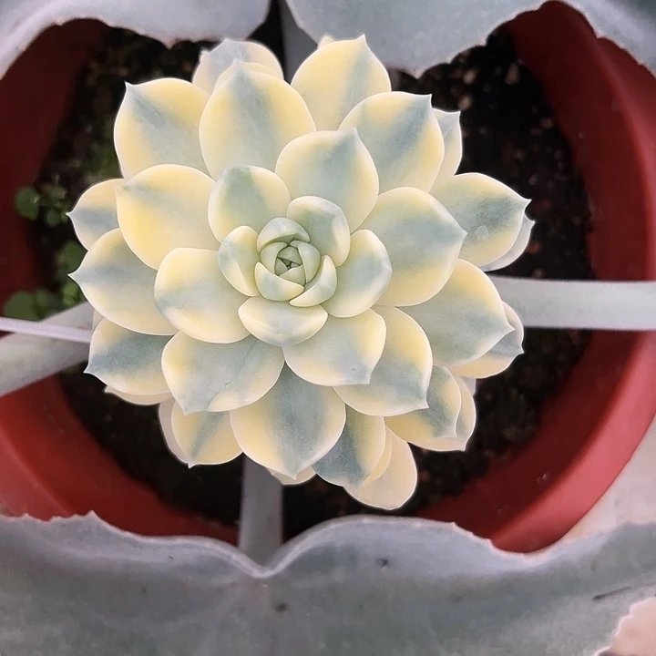 安娜玫瑰锦多肉植物