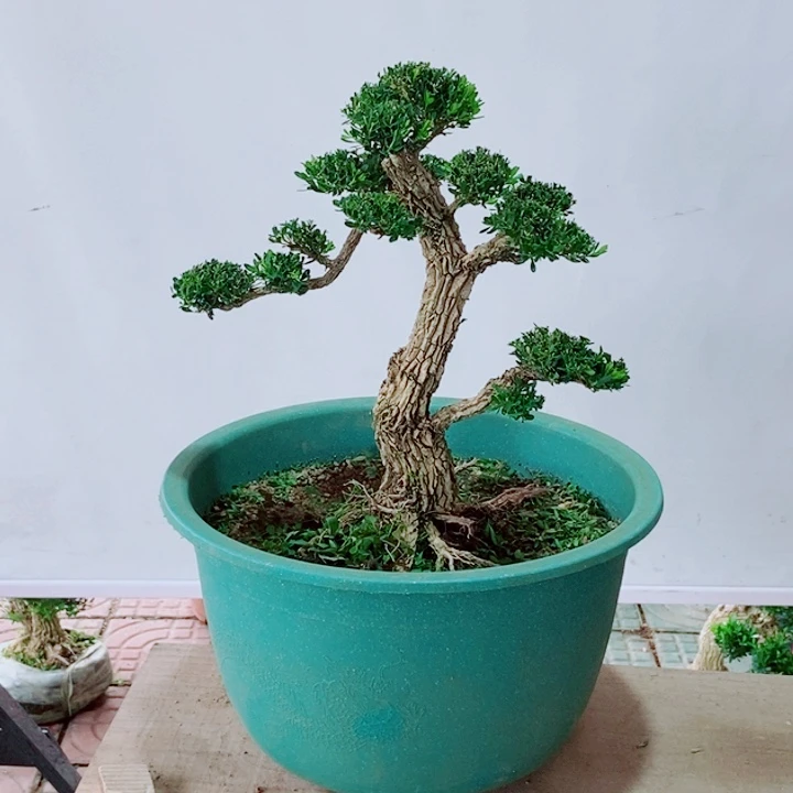 无花朵屋室内室外黄杨盆景