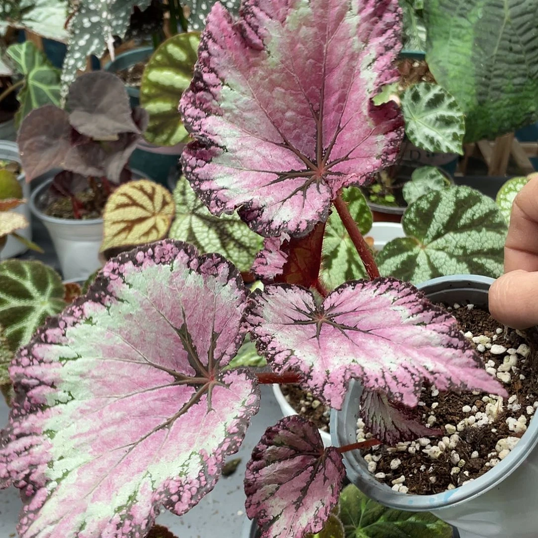 完全开放放漏杂菜