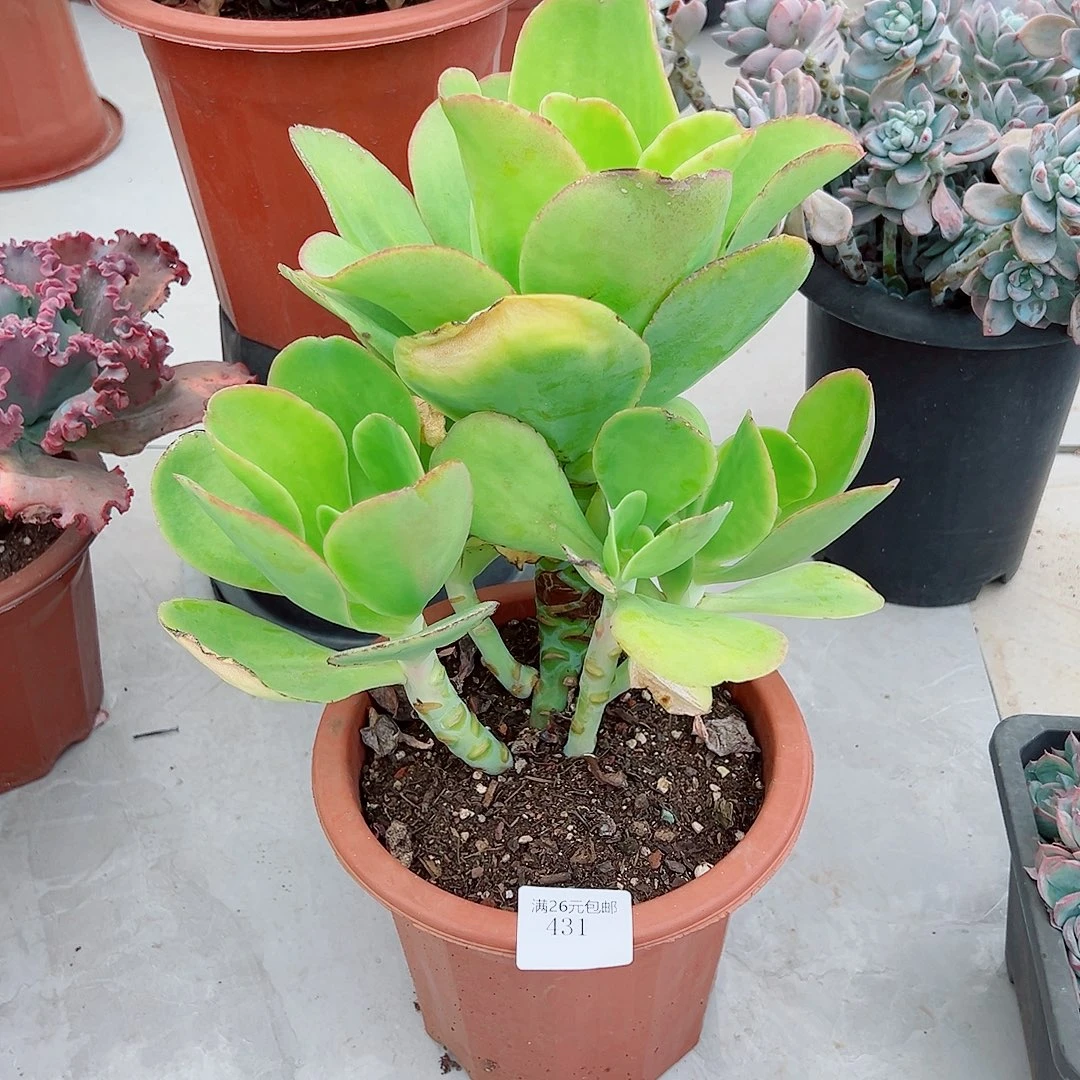 小***兵431柠檬卷多肉植物多肉