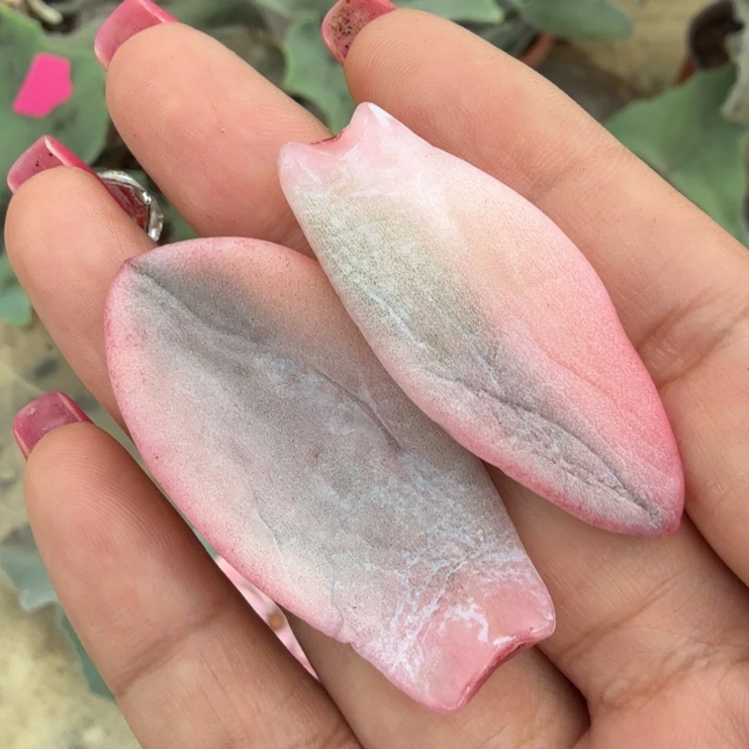 粉兔锦一组叶片腹欧你锦