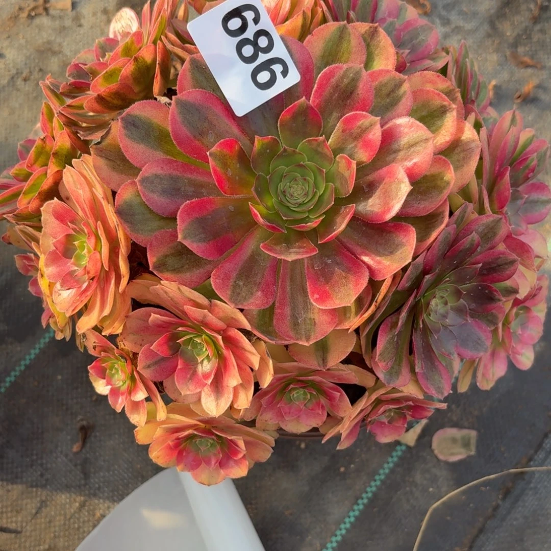 686雨河多肉植物福利